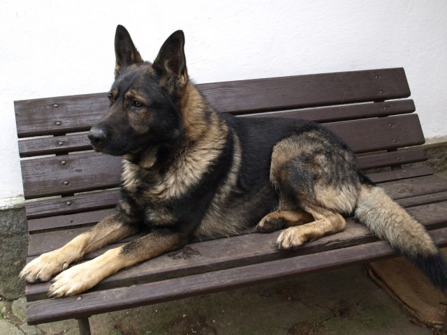 Max